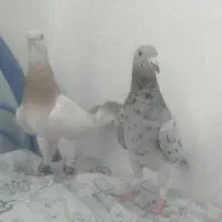 یک جفت کبوتر
