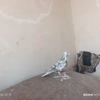 کفتر|پرنده|خواف, |دیوار