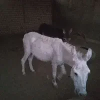 حیوانات مرزعه
