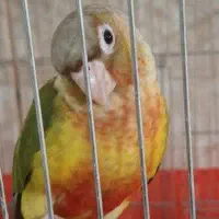 طوطی گیرینچیک یلو ساید آناناسی