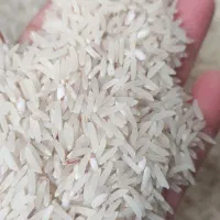 300کیلو برنج فجر سوزنی 95روزه