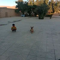 سگ‌شیش‌ماه