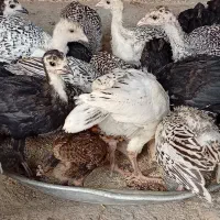 جوجه بوقلمون
