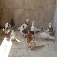 کفتر رنگی