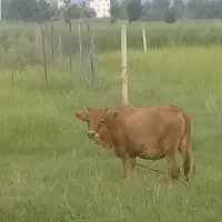 لیشه دورگ جرسی ۹ماهه
