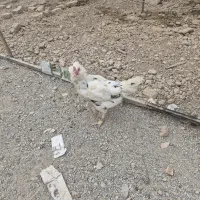 تخم مرغ نطفه دار گلین