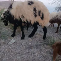 نره قوچ قربانی