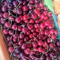 خریدار آلبالو و گیلاس