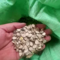 بذر هندوانه اجیلی