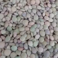 عدس محلی