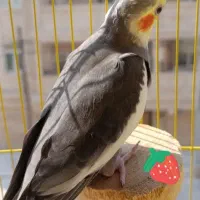 عروس هلندی نر ماده