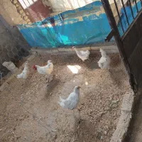 مرغ گلین اصل