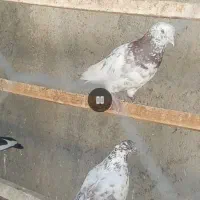 کبوتر تهرانی