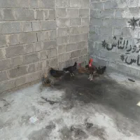 فروش مرغ و خروس
