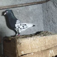 کله سیاه و جوجه زرد