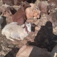 سه راس گیسه محلی