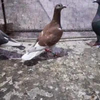 قوره ای پلاکی