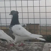 کبوتر کله سبز کربلایی ساده خال سرور دم سفید