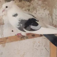 کبوتر گرفتنی۲۰عدد