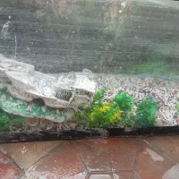 اکواریوم