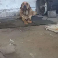 سگ ماده عراقی ۲۸ ماهه