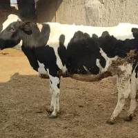 گاو گوشتی