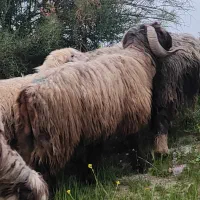 غوچ بختیاری