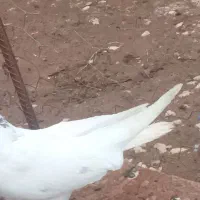 کفتر|پرنده|شاهین دژ, |دیوار