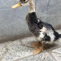 فروش اردک