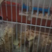 عروس هلندی جفت