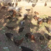 نیمچه گلپایگانی