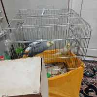 عروس هلندی