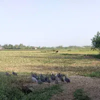 مرغ شاخدار