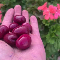 زیتون مشهد|خوردنی و آشامیدنی|مشهد, پردیس|دیوار