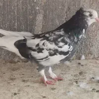 کفتر غریب گیری