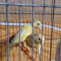 قناری|پرنده|اهواز, کوروش|دیوار