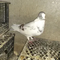 پرنده