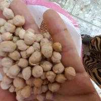 نخود گریت دانه درشت و پزا آنی میپزن