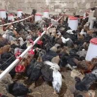 فروش عمده انواع جوجه ،نیمچه۱و۳ماهه.اردک و غاز|حیوانات مزرعه|تهران, ایرانشهر|دیوار