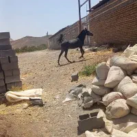کره ماده مشکی درجه یک  یک سال نیم
