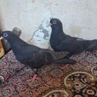 کبوتر سیاه جوجه