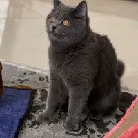 واگذاری گربه اسکاتیش