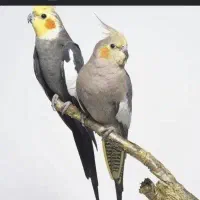 عروس هلندی پیدا شده