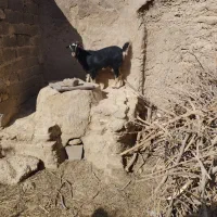 2عدد بز ویک کهره