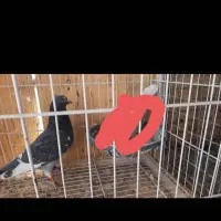 گمشده|حیوانات|بم, |دیوار