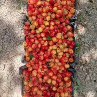 آلبالو گیلاس وزردآلو