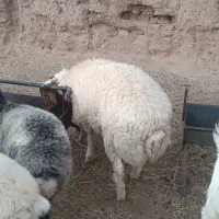 بره چاق سفت