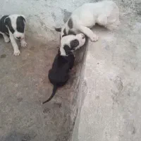 واگذاری چند قلاده توله سگ پیتبول
