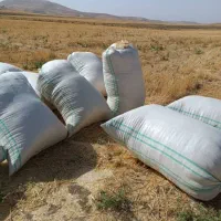 کارگر برا بارگیری کاه