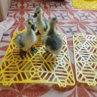 جوجه قوغاز